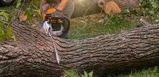 Best Tree Preservation Services  in Burke Centre, VA