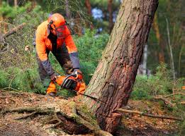 Best Fruit Tree Pruning  in Burke Centre, VA