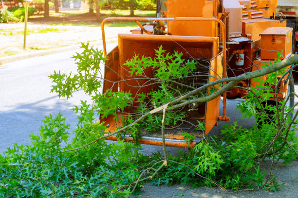 Best Lot and Land Clearing  in Burke Centre, VA