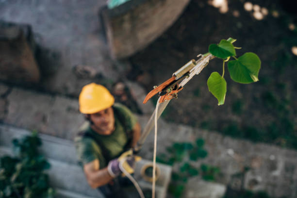 Best Tree Mulching  in Burke Centre, VA