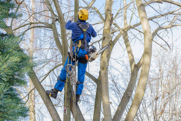 Reliable Burke Centre, VA Tree Removal Solutions