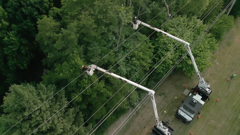 Best Tree and Shrub Care  in Burke Centre, VA