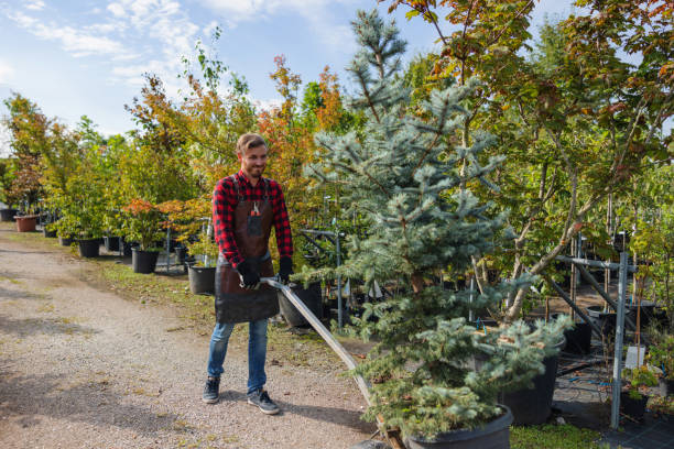 How Our Tree Care Process Works  in  Burke Centre, VA