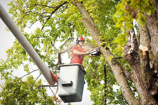 Best Emergency Tree Removal  in Burke Centre, VA