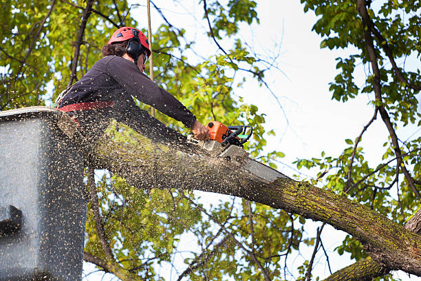 Best Tree Health Inspection  in Burke Centre, VA