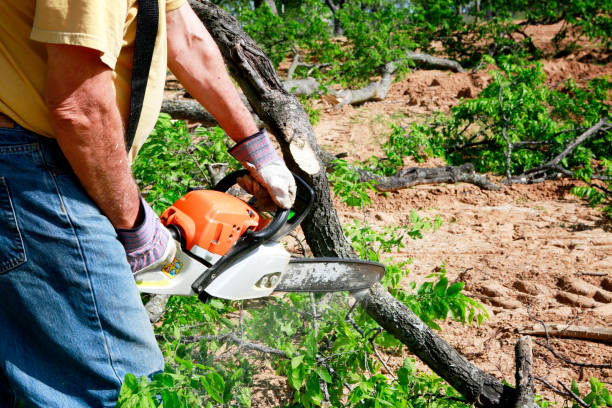 Best Arborist Consultation Services  in Burke Centre, VA